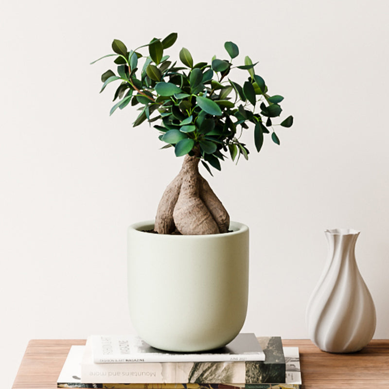 Bonsai Ficus Ginseng & Pot