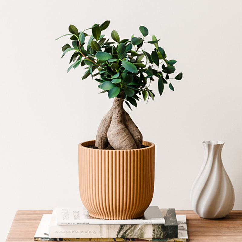Bonsai Ficus Ginseng & Pot