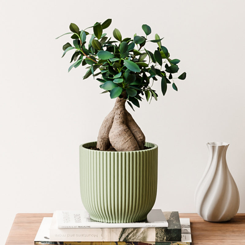 Bonsai Ficus Ginseng & Pot