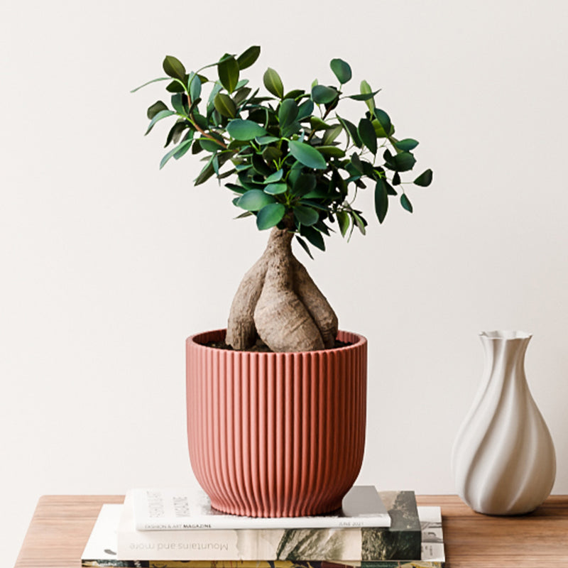 Bonsai Ficus Ginseng & Pot