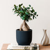 Bonsai Ficus Ginseng & Pot