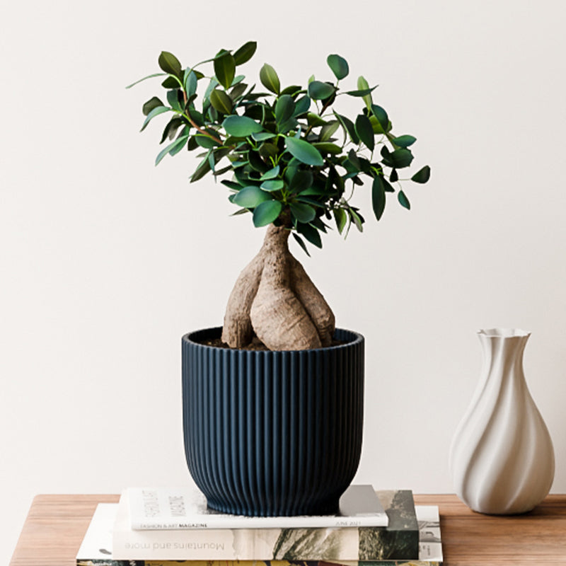 Bonsai Ficus Ginseng & Pot