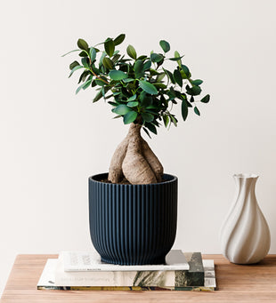Bonsai Ficus Ginseng & Pot