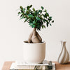 Bonsai Ficus Ginseng & Pot