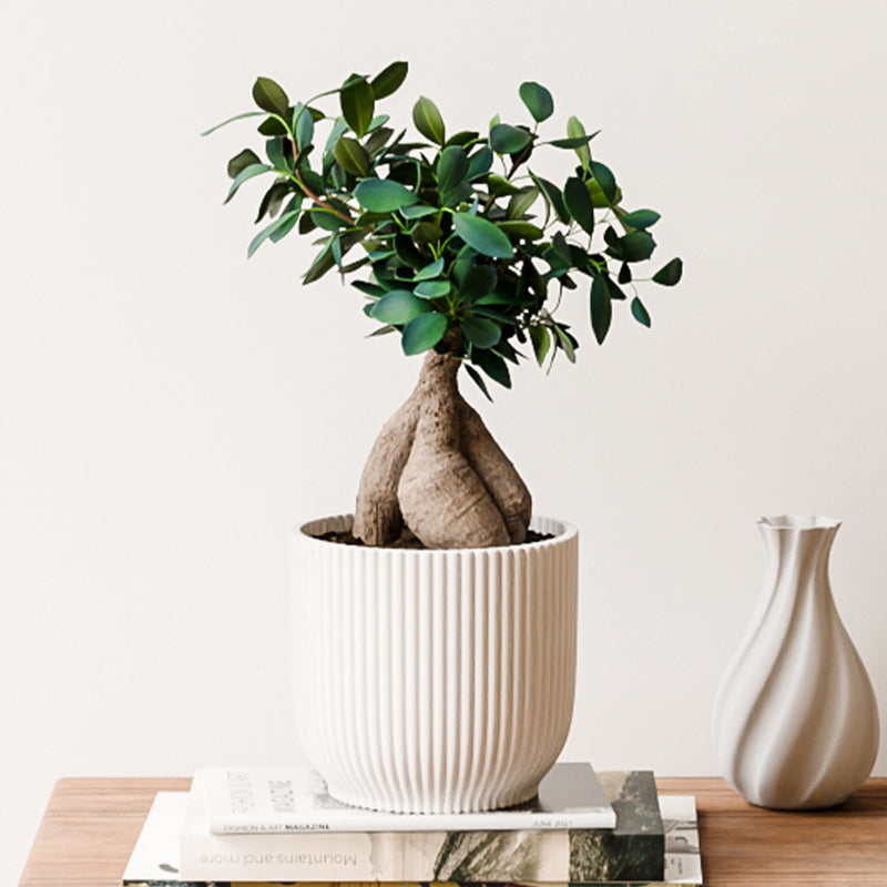 Bonsai Ficus Ginseng & Pot
