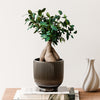 Bonsai Ficus Ginseng & Pot