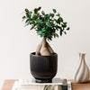 Bonsai Ficus Ginseng & Pot