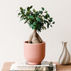 Bonsai Ficus Ginseng & Pot