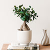 Bonsai Ficus Ginseng & Pot