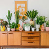 A Year of Houseplants Bundle