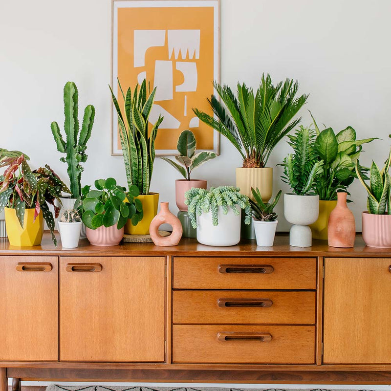 A Year of Houseplants Bundle
