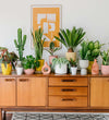 A Year of Houseplants Bundle