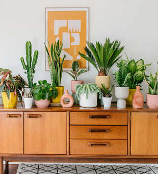 A Year of Houseplants Bundle