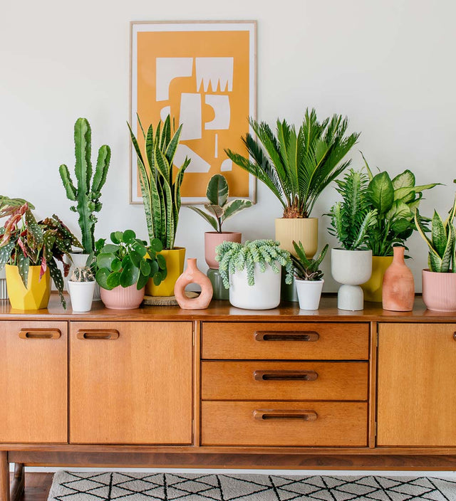 A Year of Houseplants Bundle