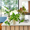 3 Months of Houseplants Bundle
