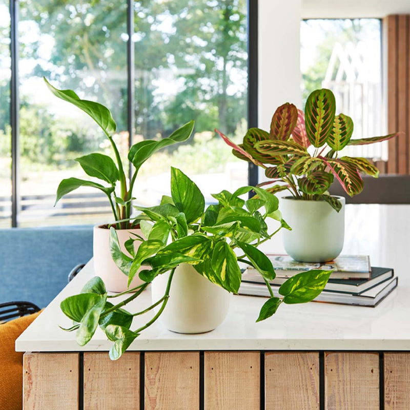 3 Months of Houseplants Bundle