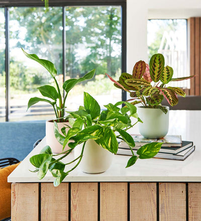 buy house plants uk 3 Months of Houseplants Bundle