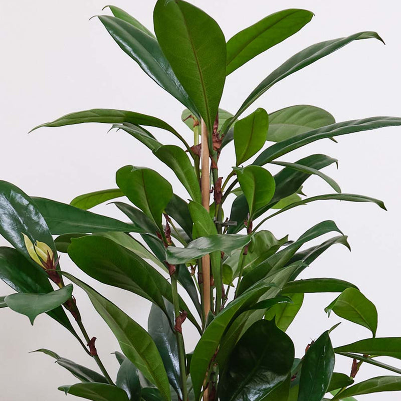African Fig