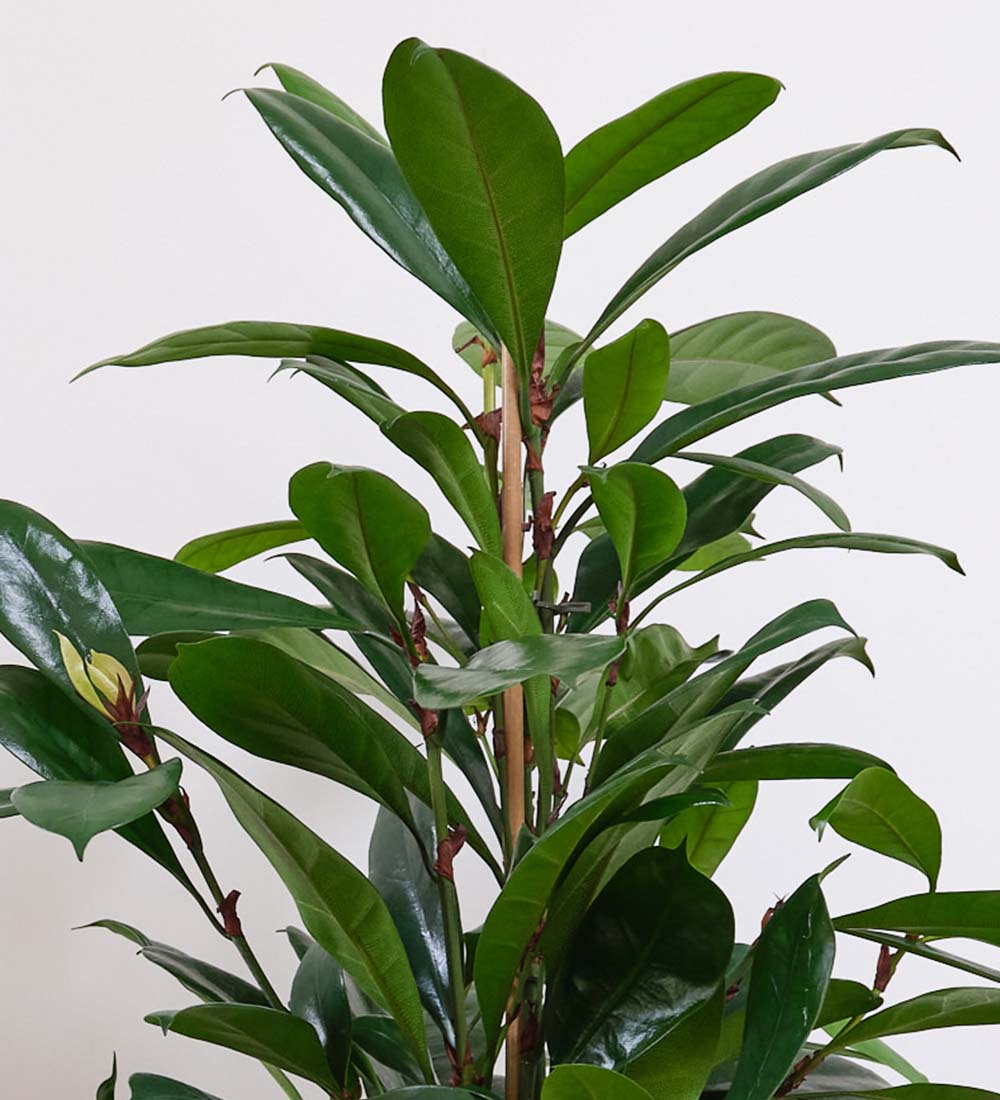 African Fig