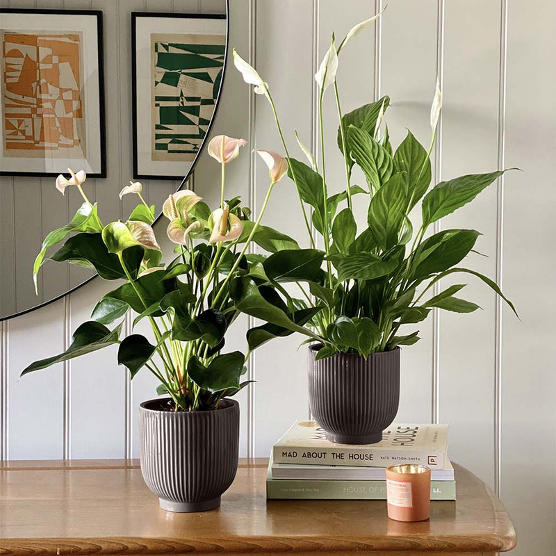 Air Purifying Pair