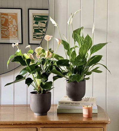 Air Purifying Pair