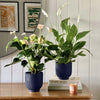 Air Purifying Pair