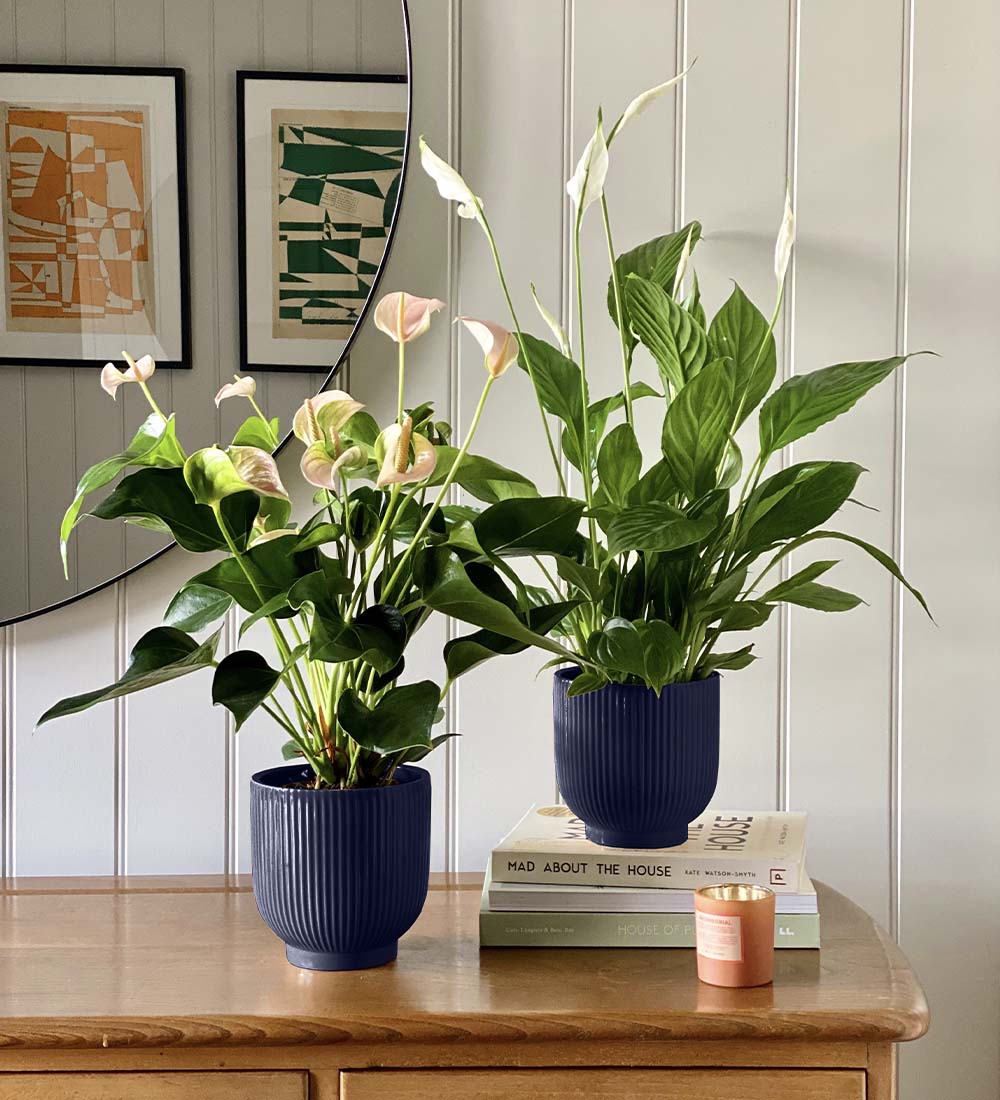 Air Purifying Pair