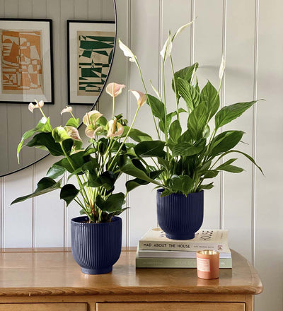 Air Purifying Pair