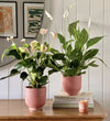 Air Purifying Pair