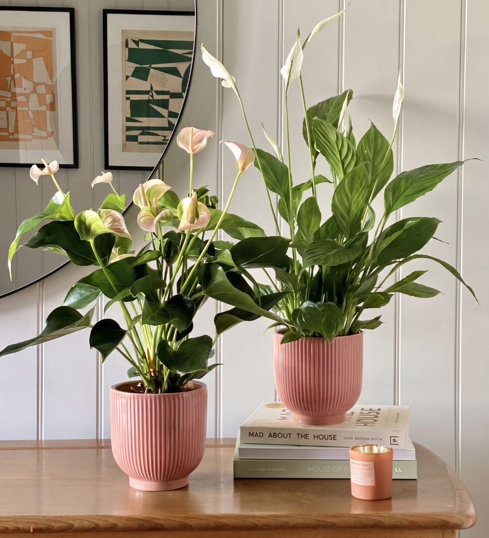 Air Purifying Pair