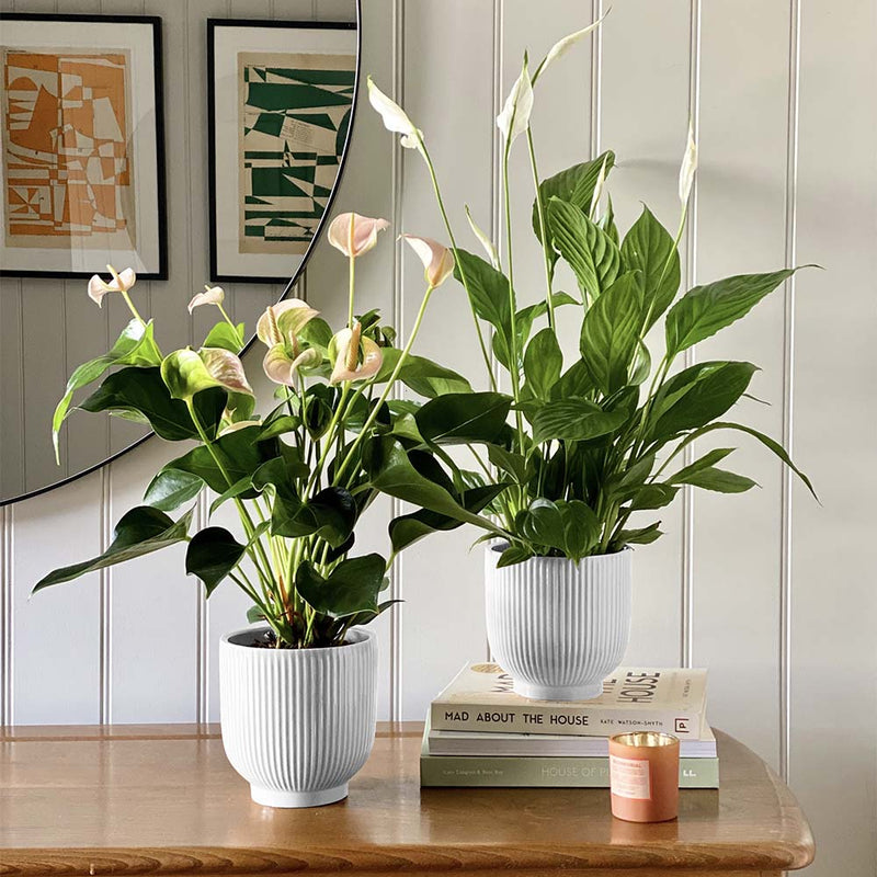 Air Purifying Pair