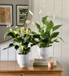 Air Purifying Pair