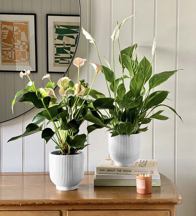 Air Purifying Pair