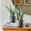 Aloe Vera Pair