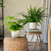 Fern Pair