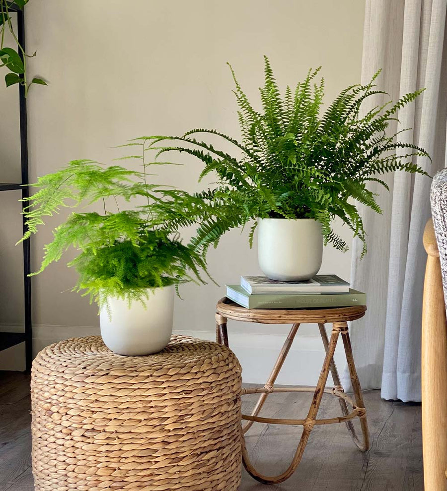 Fern Pair