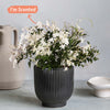 Jasmine & Ceramic Pot