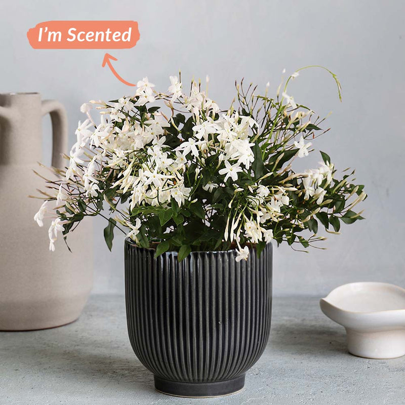 Jasmine & Ceramic Pot