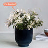 Jasmine & Ceramic Pot
