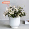 Jasmine & Ceramic Pot