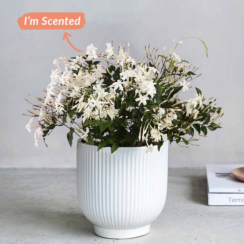 Jasmine & Ceramic Pot