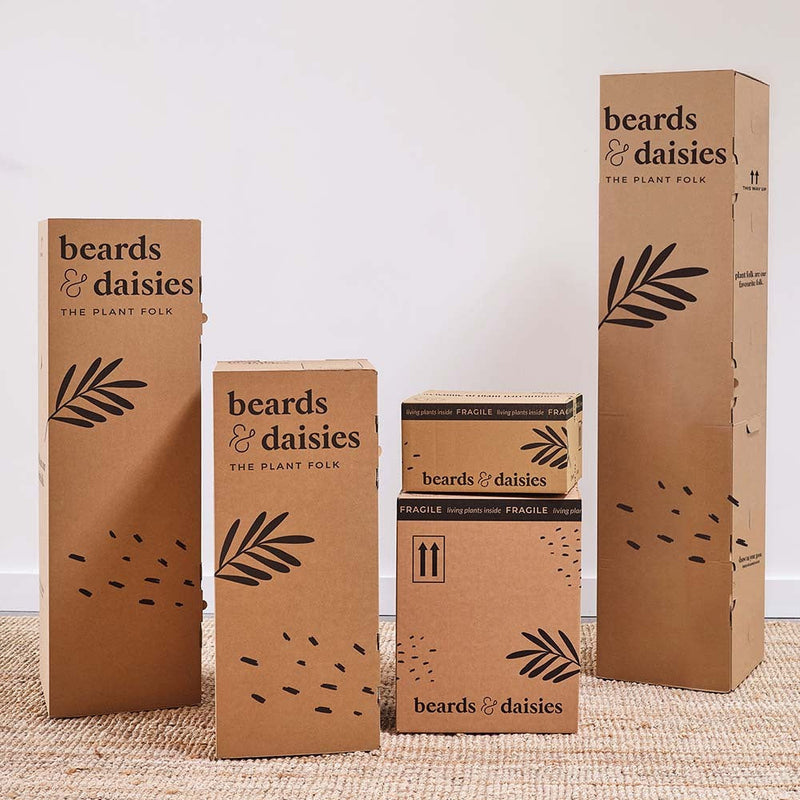 Jasmine & Peach Anthurium Pair