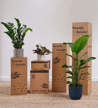 Houseplant Rescue Offer