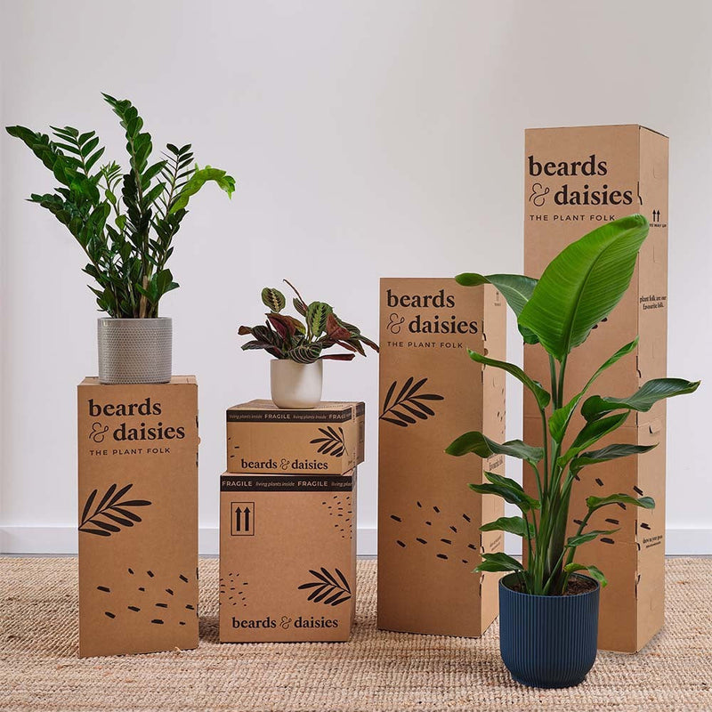 Rubber Plant