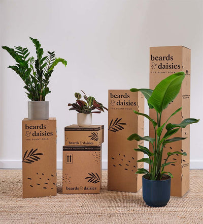 Chinese Money Plant