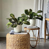 Prayer Plant Pair