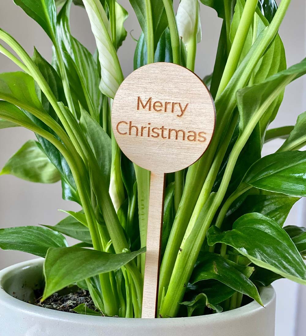 Merry Christmas Plant Pick