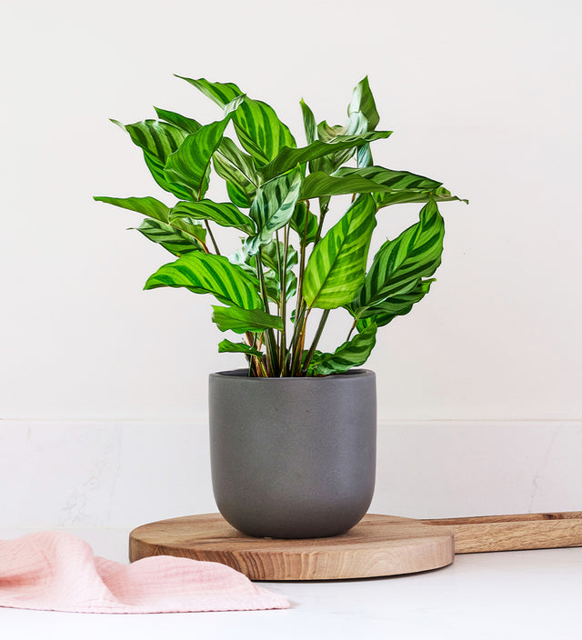 Calathea Freddie