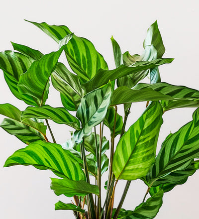 Calathea Freddie & Pot