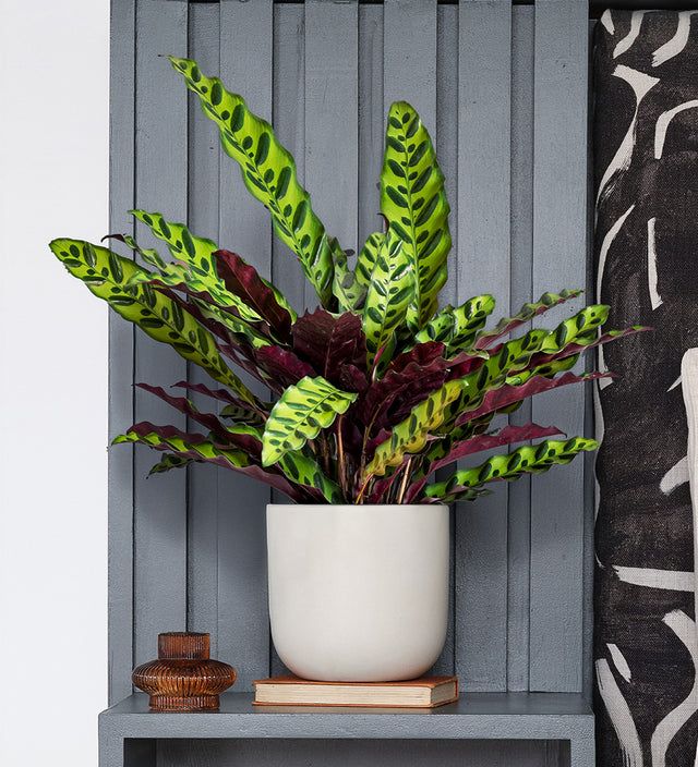 Rattlesnake Plant